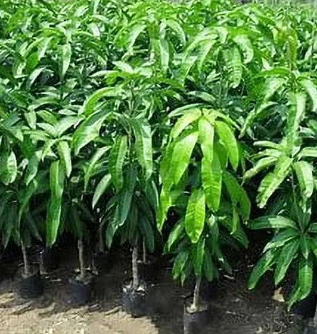 Malika Dwarf Cold Hardy Grafted Mango Tree, 2-4 Feet Tall