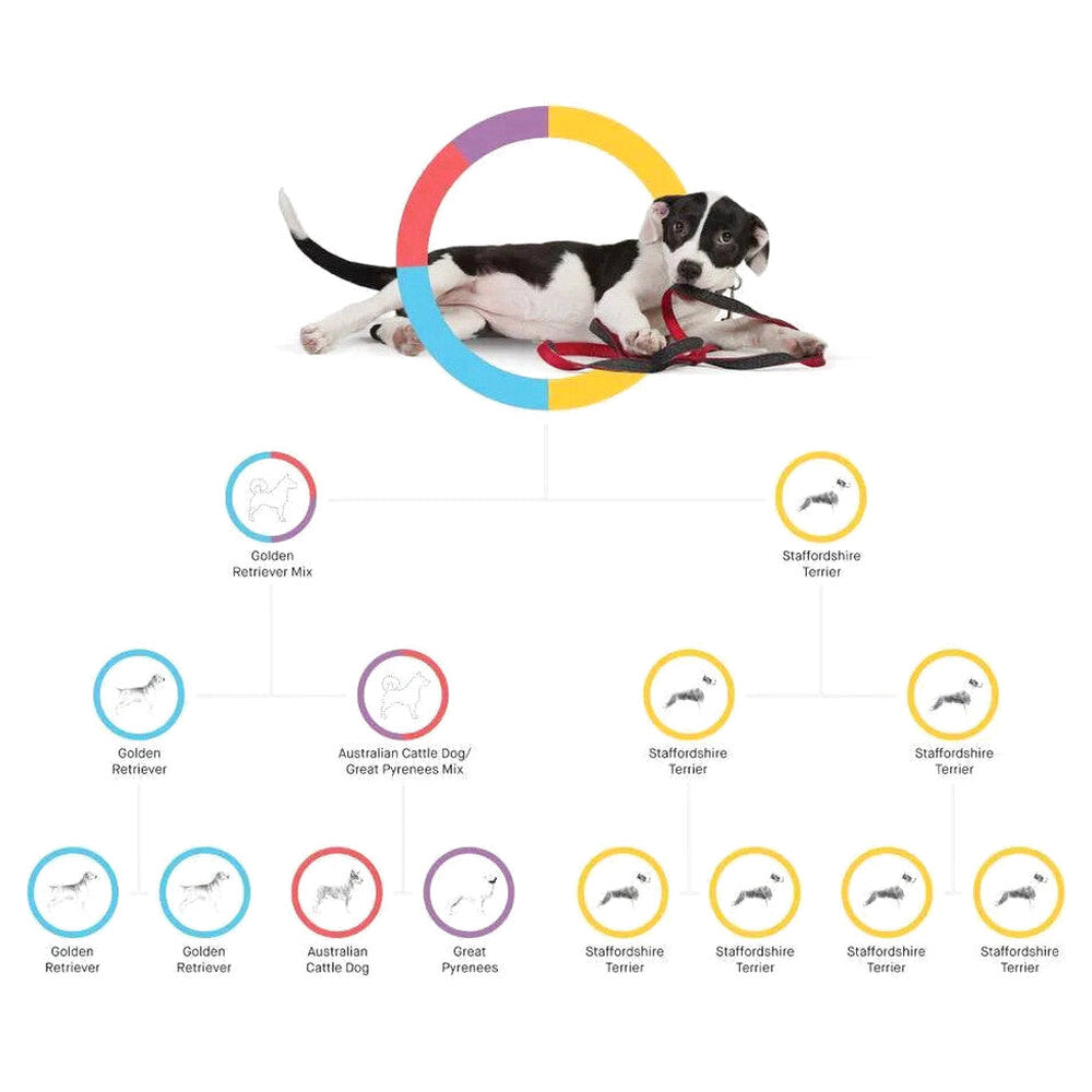 Embark Dog DNA Test Breed Identification Kit