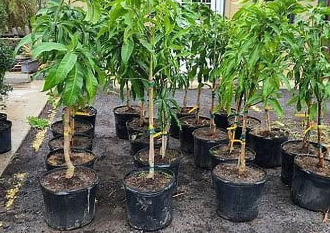 Malika Dwarf Cold Hardy Grafted Mango Tree, 2-4 Feet Tall