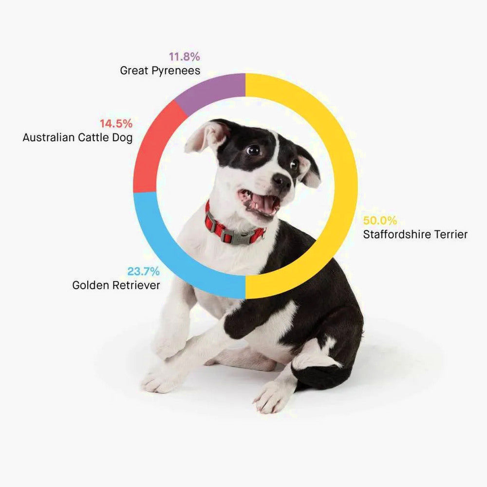 Embark Dog DNA Test Breed Identification Kit