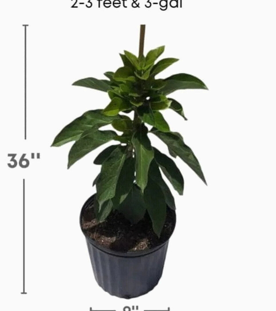 Grafted Mexicola Grande Avocado Tree 2-4FT Tall