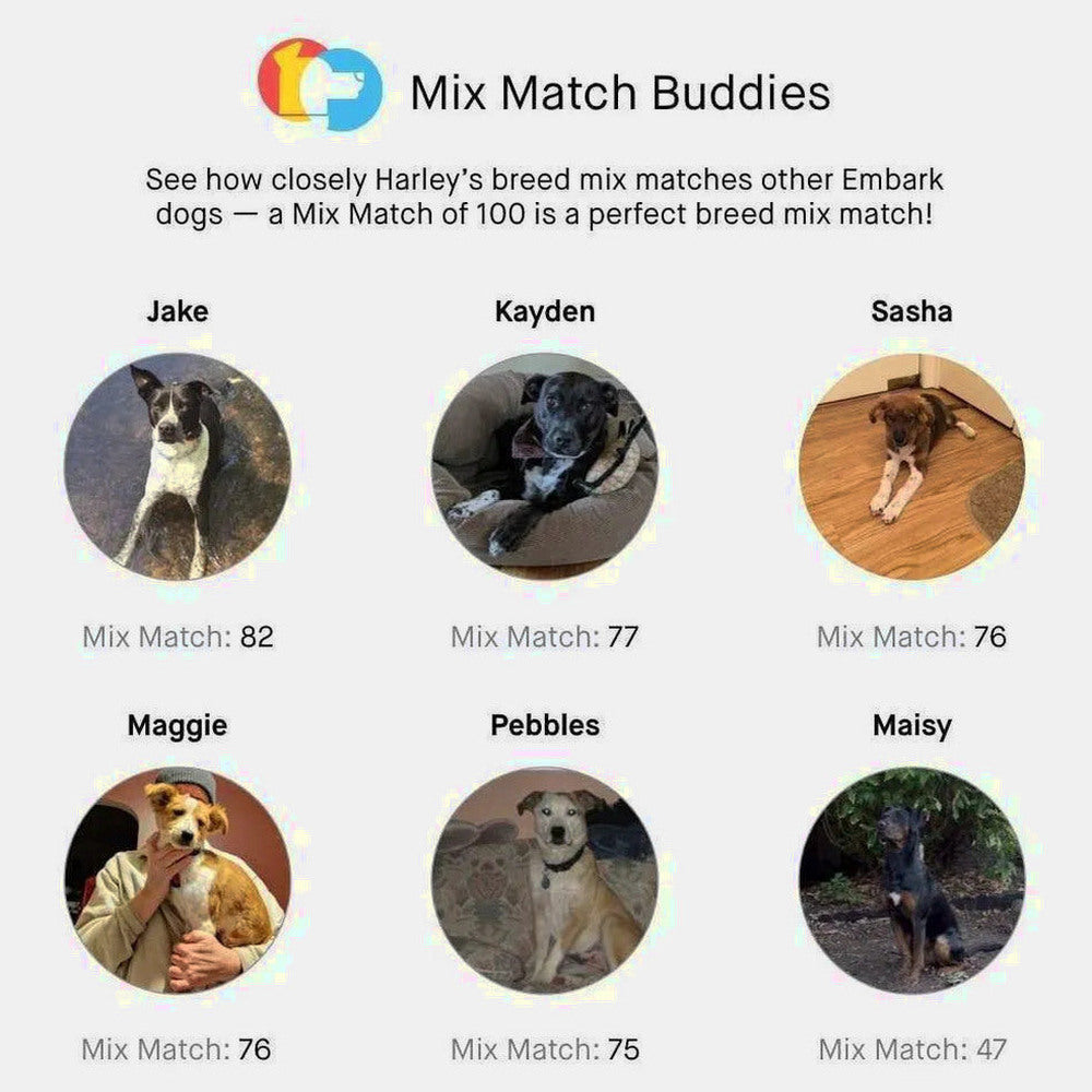 Embark Dog DNA Test Breed Identification Kit