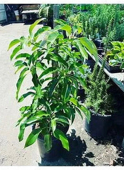 Grafted Mexicola Grande Avocado Tree 2-4FT Tall