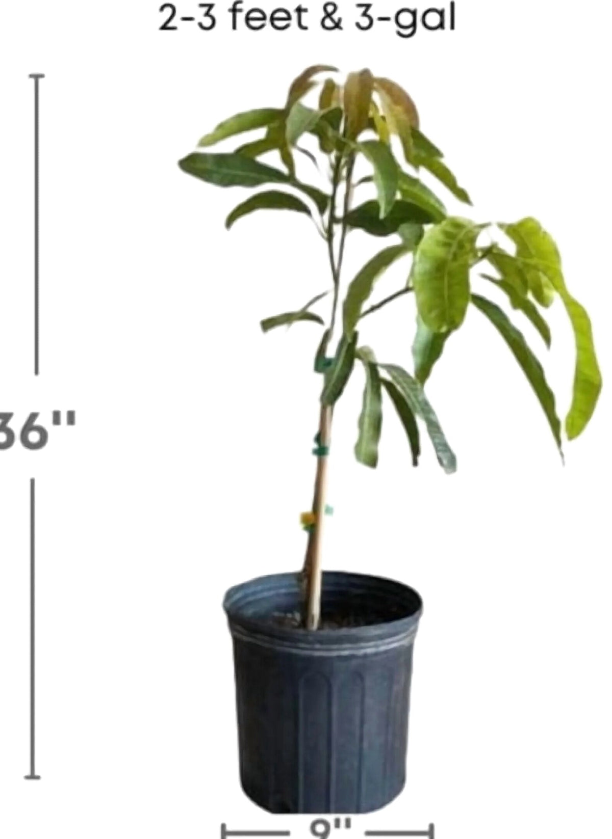 Malika Dwarf Cold Hardy Grafted Mango Tree, 2-4 Feet Tall