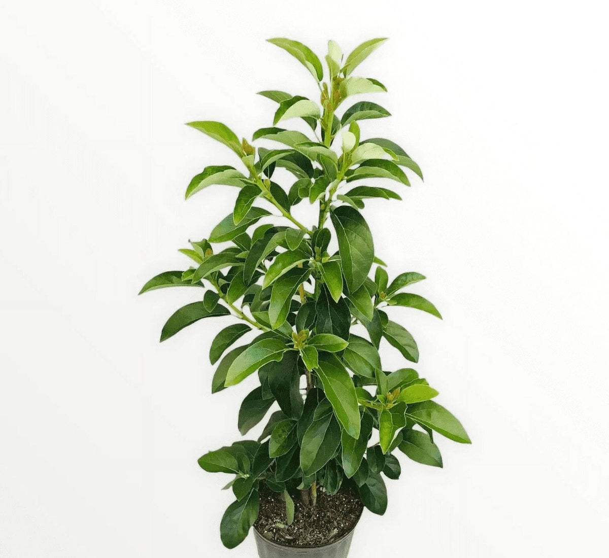 Grafted Mexicola Grande Avocado Tree 2-4FT Tall