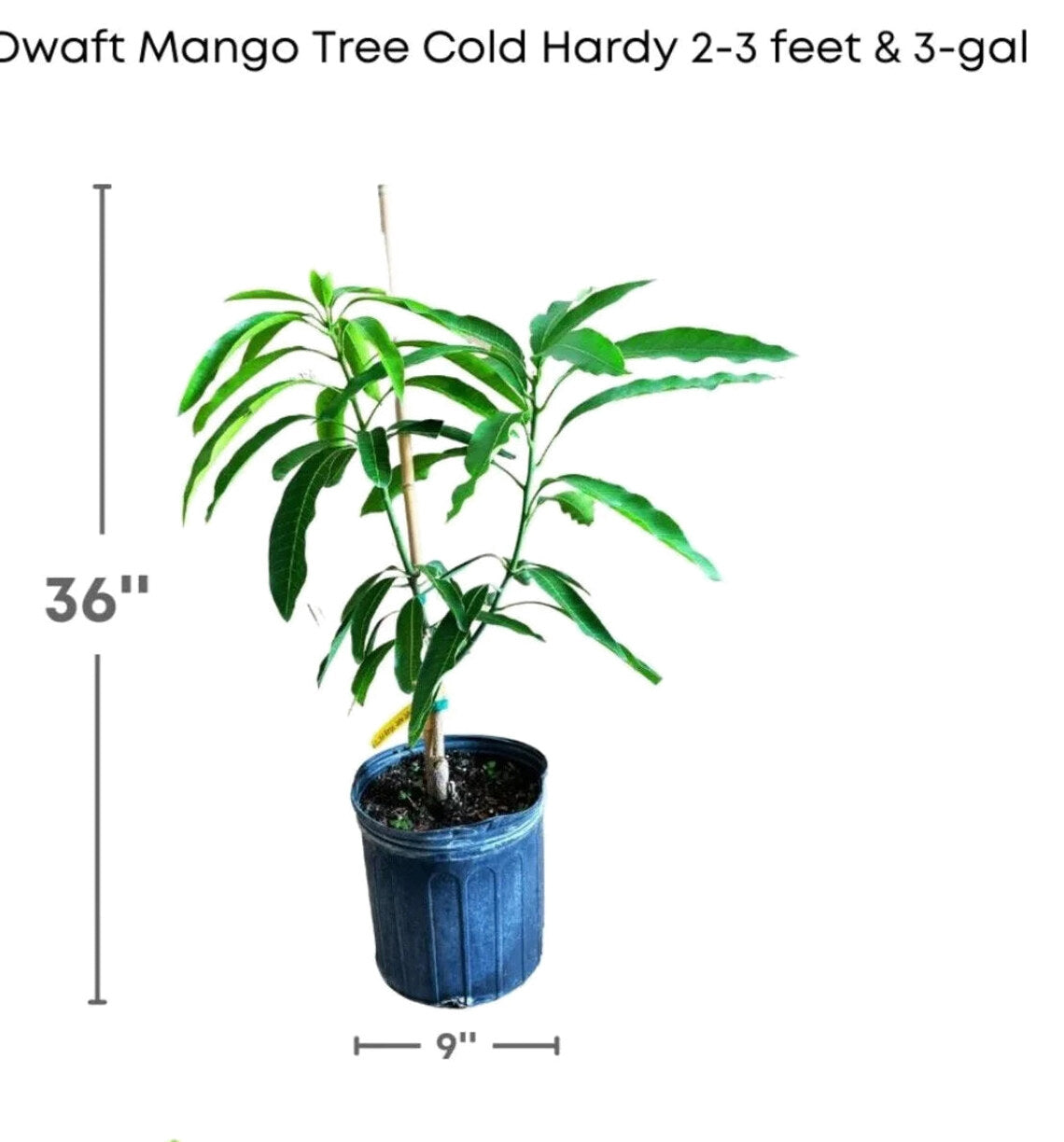 Malika Dwarf Cold Hardy Grafted Mango Tree, 2-4 Feet Tall