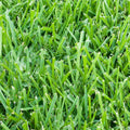 St. Augustine Sod Plugs, 36 Count / 500 Sq Ft