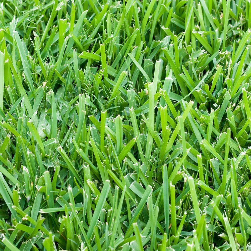 St. Augustine Sod Plugs, 36 Count / 500 Sq Ft