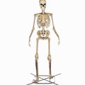 Home Accents Giant Skeleton With LifeEyes, 12 ft, 95 lbs - Halloween Decoration