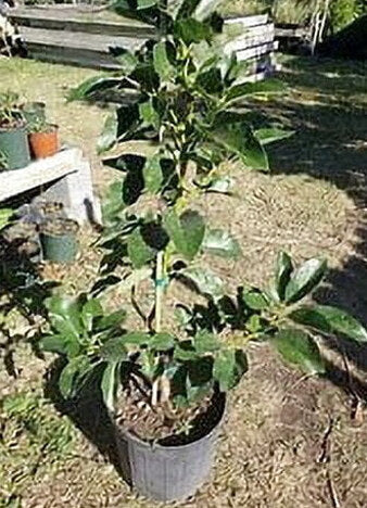 Grafted Mexicola Grande Avocado Tree 2-4FT Tall