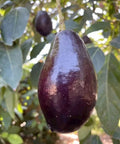 Grafted Mexicola Grande Avocado Tree 2-4FT Tall
