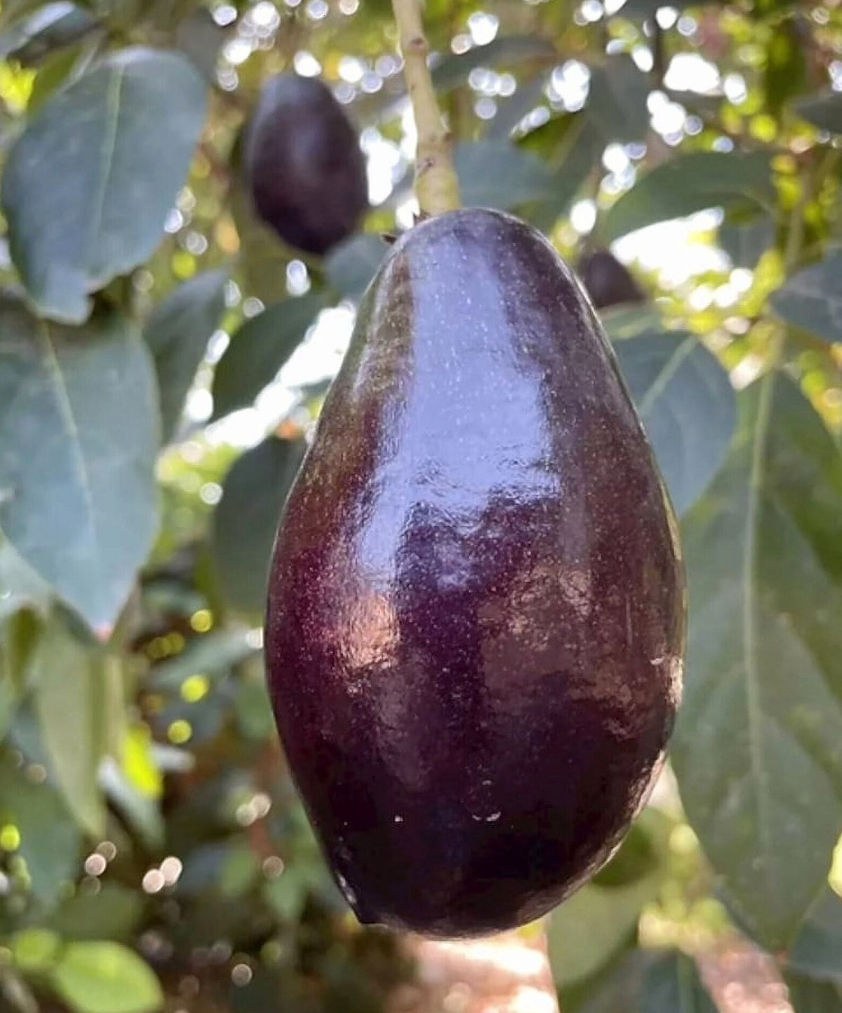 Grafted Mexicola Grande Avocado Tree 2-4FT Tall