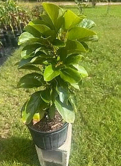 Grafted Mexicola Grande Avocado Tree 2-4FT Tall