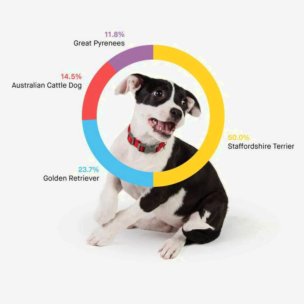Embark Dog DNA Test Breed Identification Kit
