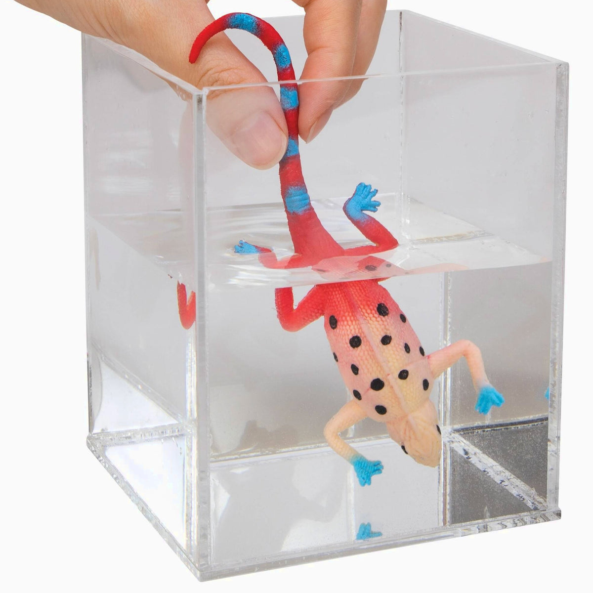 Warm Water Color Changing Chameleon