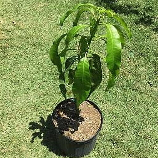 Malika Dwarf Cold Hardy Grafted Mango Tree, 2-4 Feet Tall