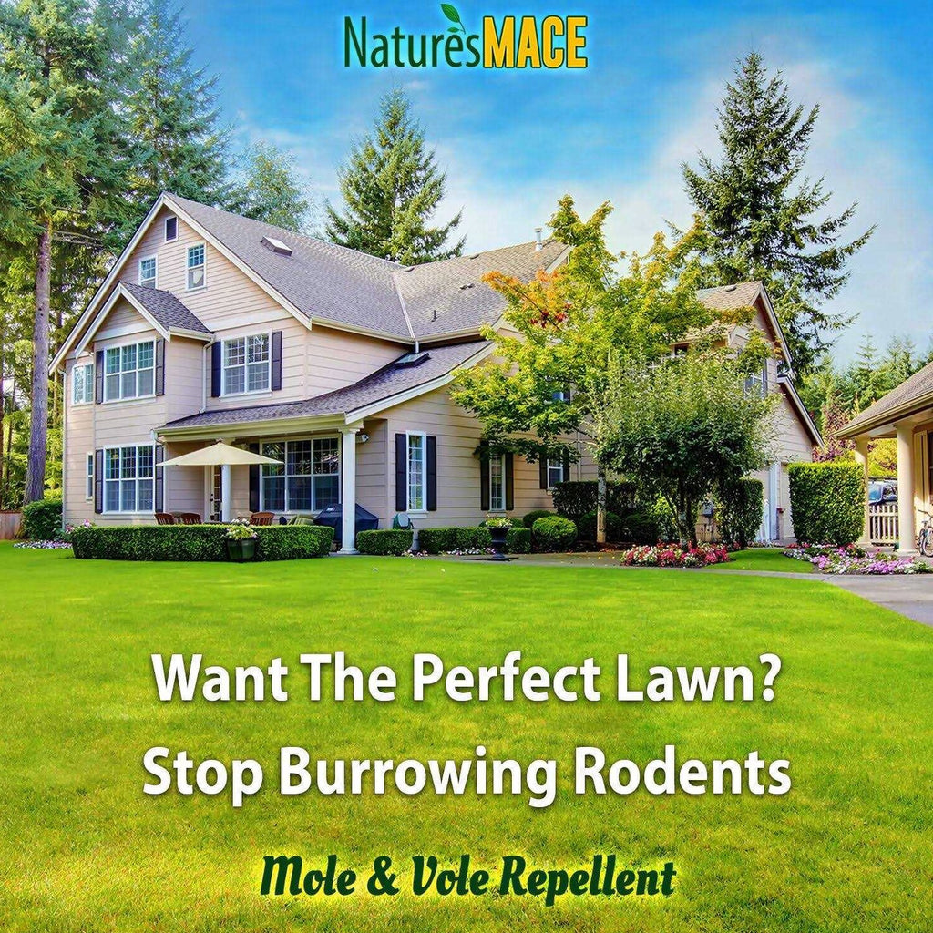 Nature's Mace Mole & Vole Repellent 1 Gallon Pure Castor Oil Concentrate Covers Up To 20,000 Sq Ft