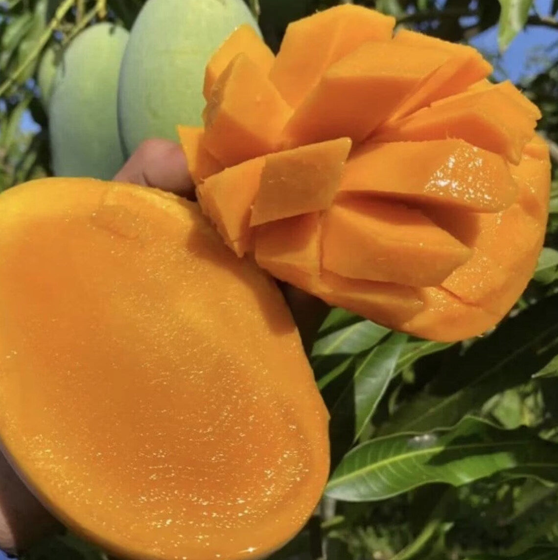Malika Dwarf Cold Hardy Grafted Mango Tree, 2-4 Feet Tall